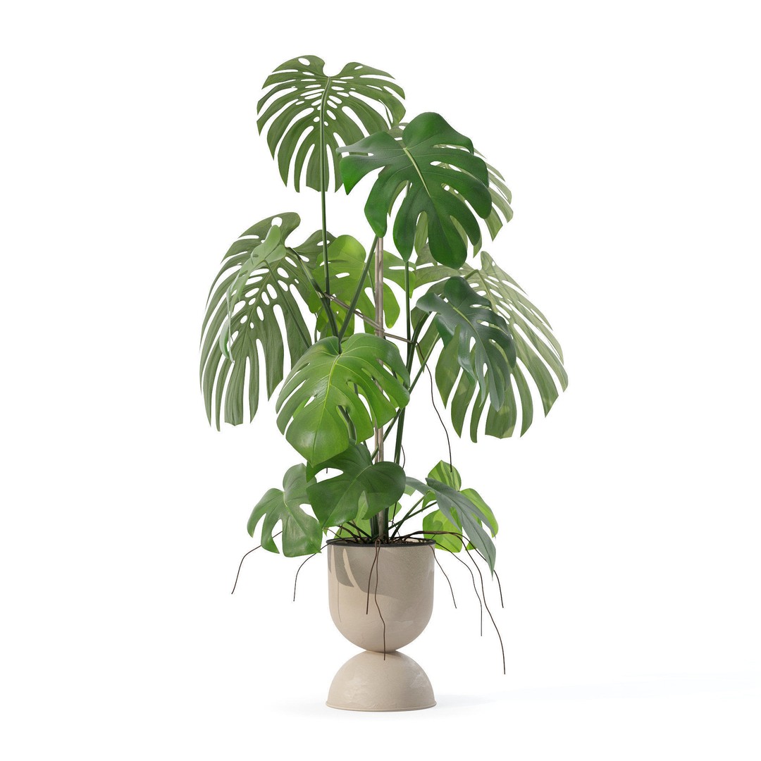 Monstera 3D Model – Tropical Pot Plant in Rattan Flower Pot - View 8