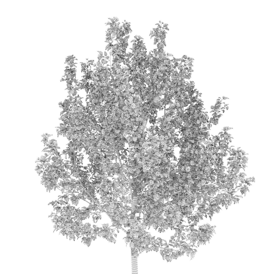 Malus Flowering 3D Model – High Poly PBR Tree Asset, FBX