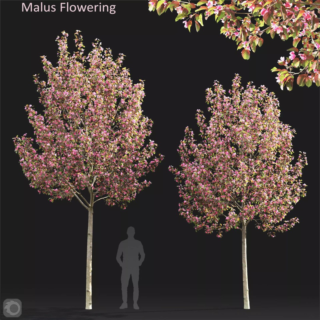 Malus Flowering 3D Model – High Poly PBR Tree Asset, FBX - View 2