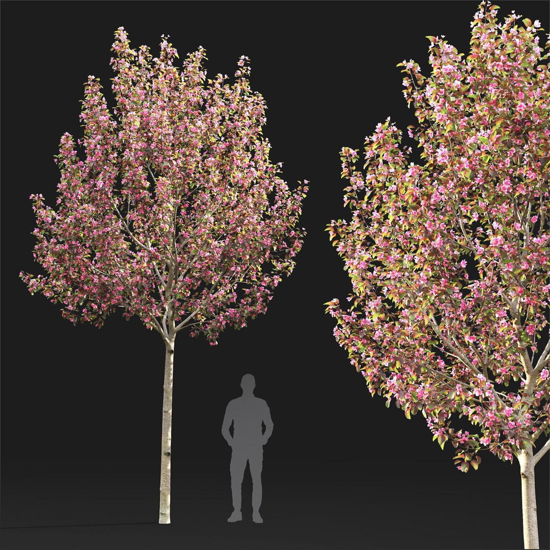 Malus Flowering 3D Model – High Poly PBR Tree Asset, FBX - View 3