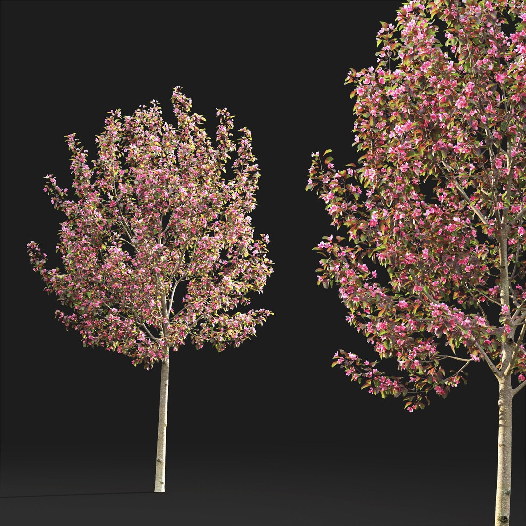 Malus Flowering 3D Model – High Poly PBR Tree Asset, FBX - View 4