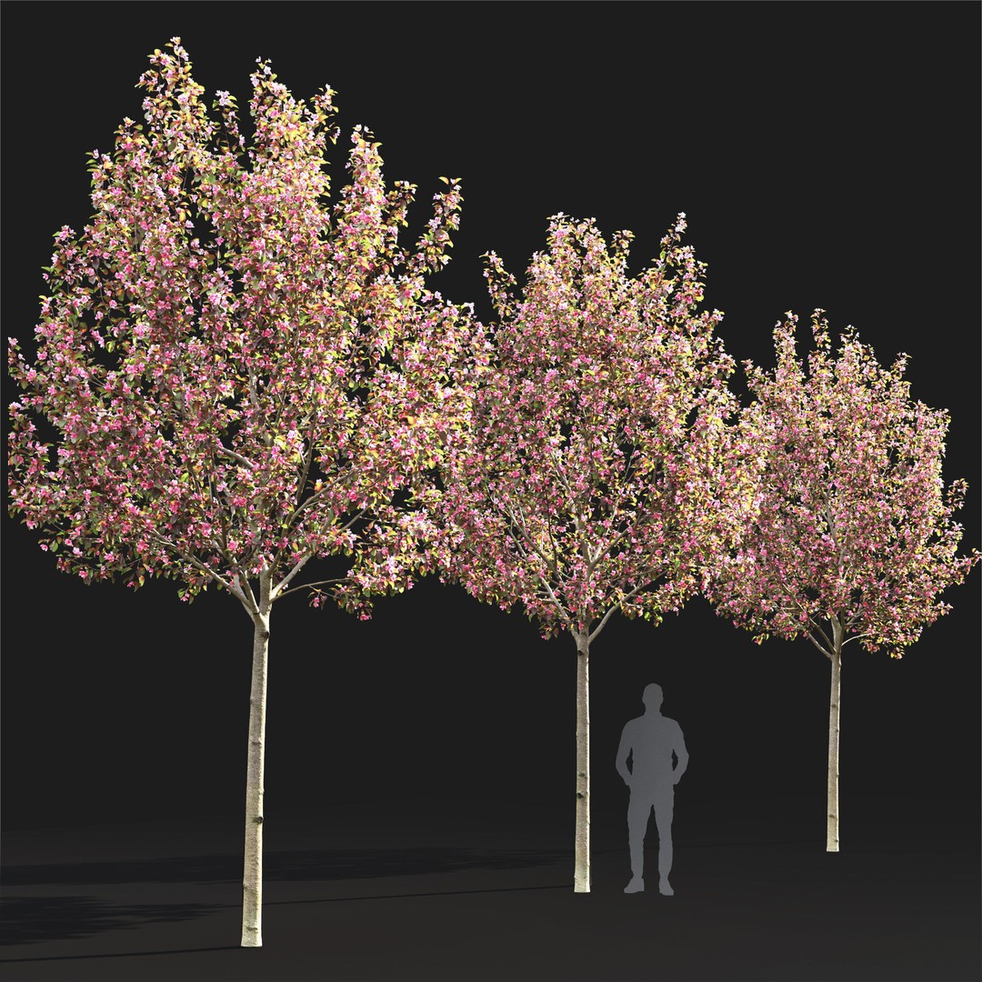 Malus Flowering 3D Model – High Poly PBR Tree Asset, FBX - View 5