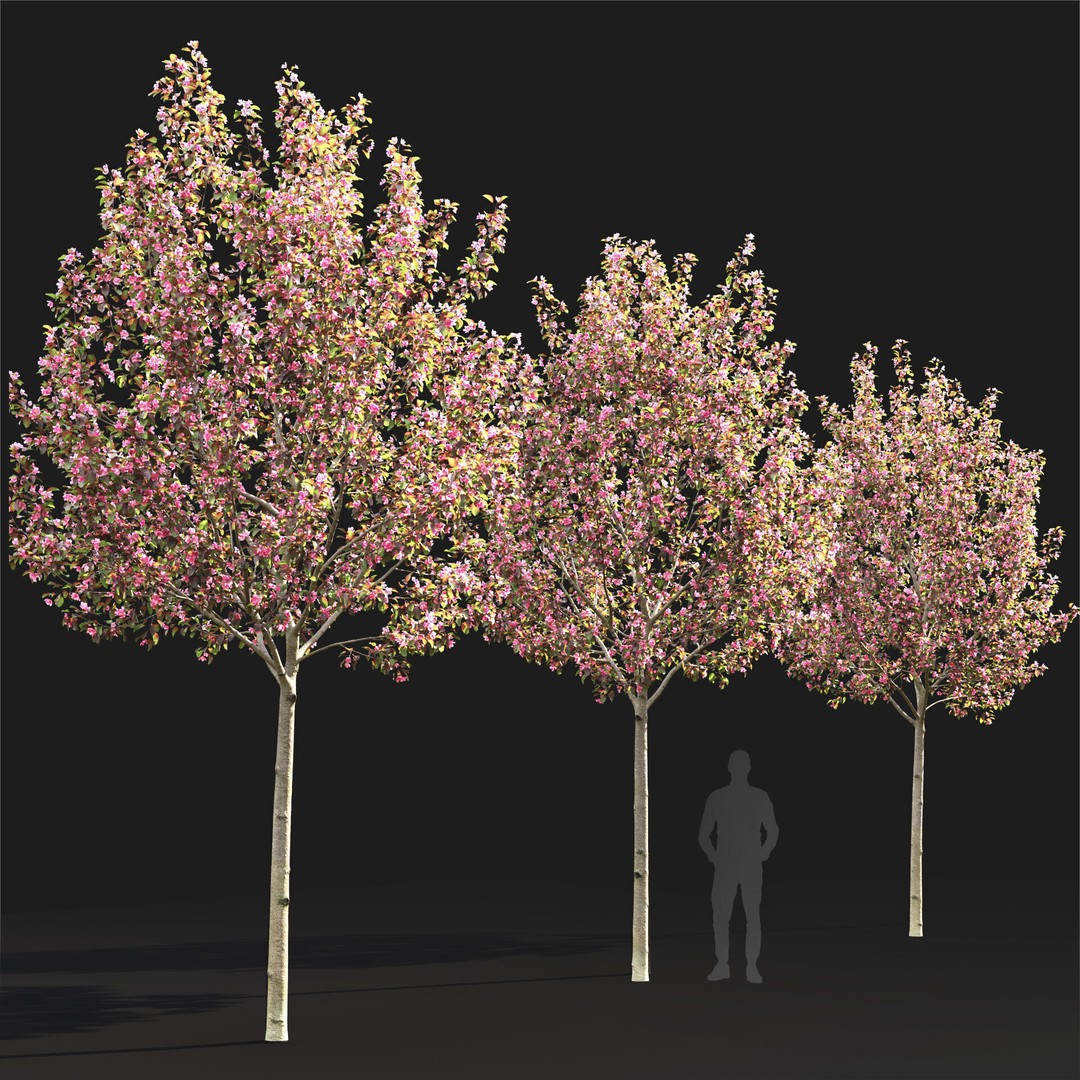 Malus Flowering 3D Model – High Poly PBR Tree Asset, FBX - View 6