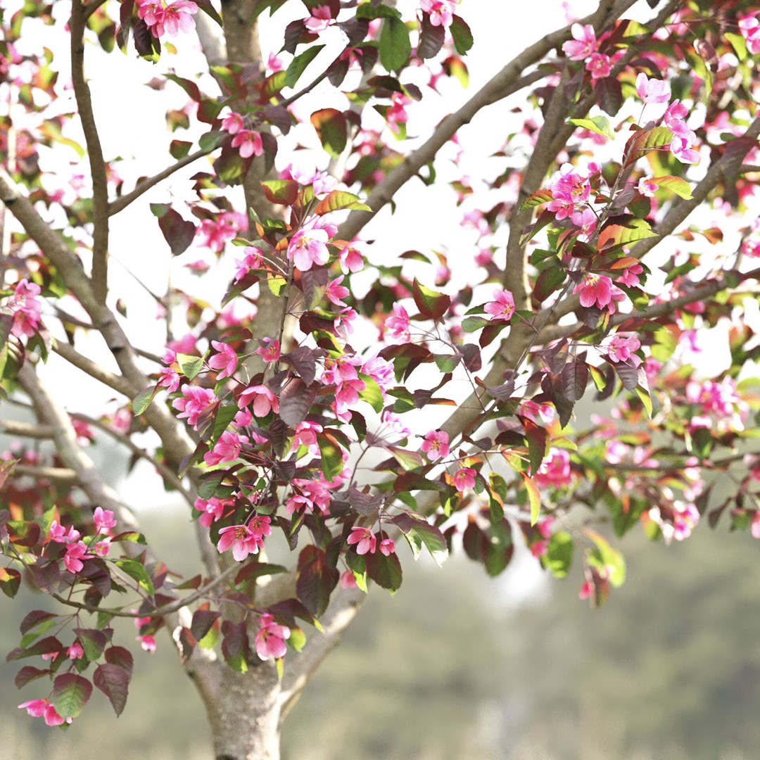 Malus Flowering 3D Model – High Poly PBR Tree Asset, FBX - View 7