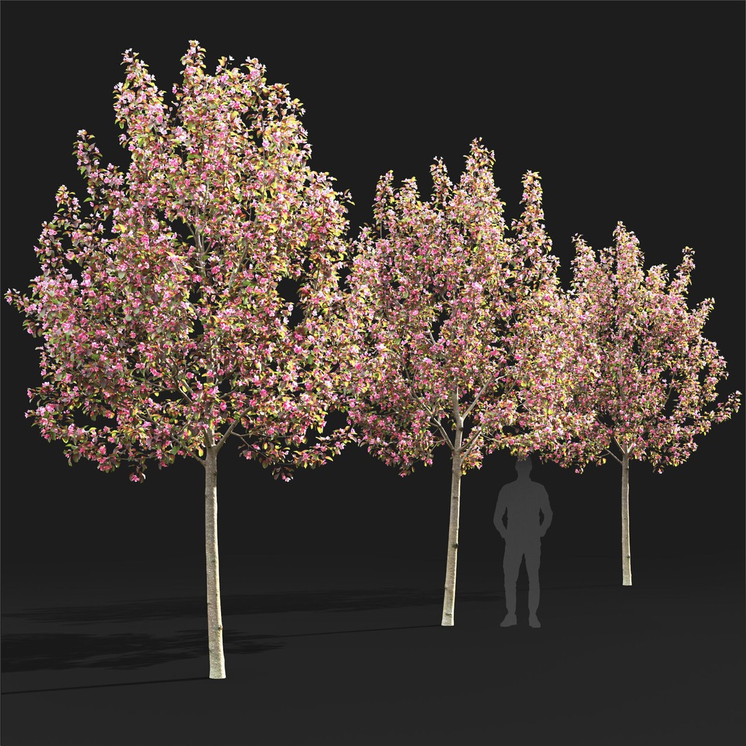 Malus Flowering 3D Model – High Poly PBR Tree Asset, FBX - View 8