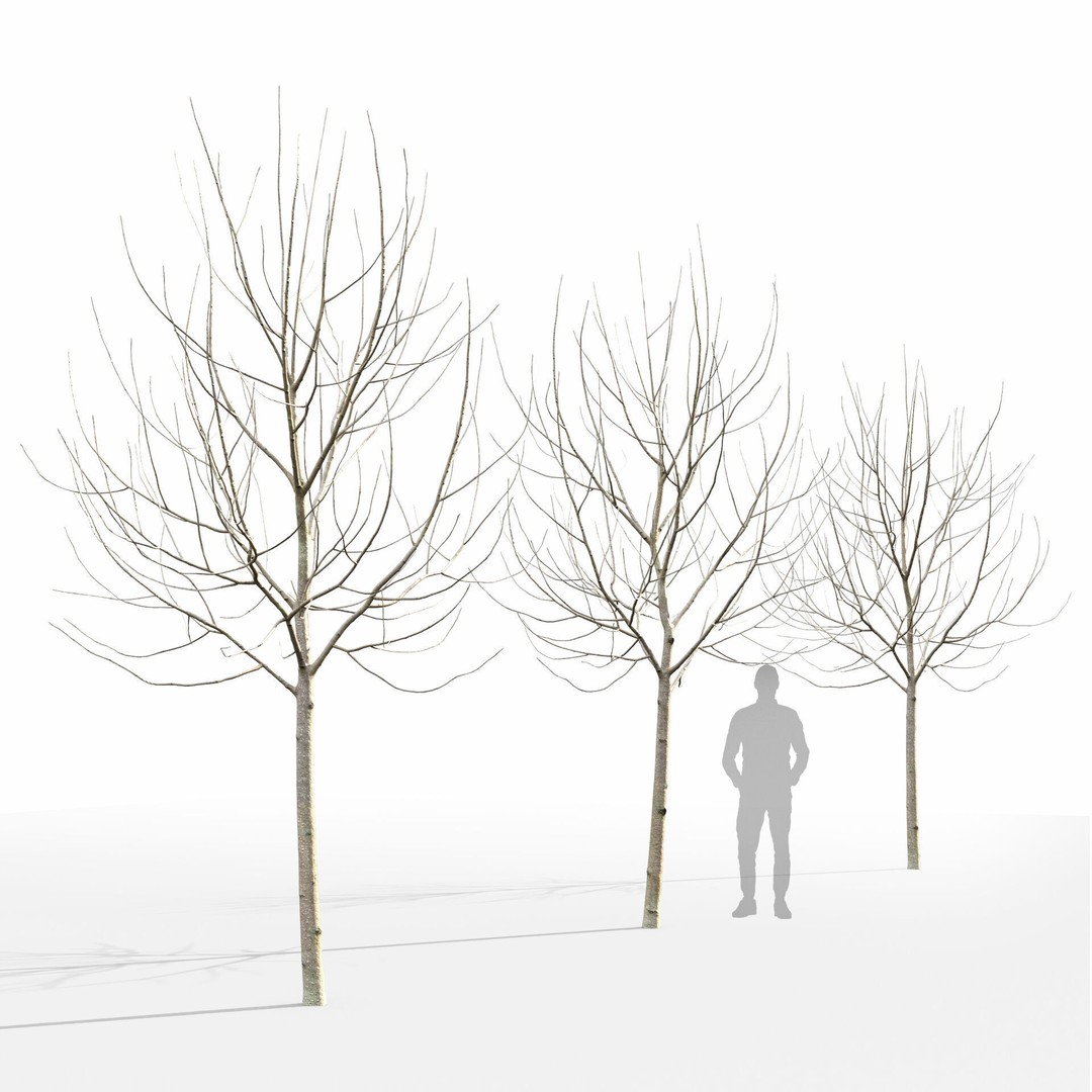 Malus Flowering 3D Model – High Poly PBR Tree Asset, FBX - View 9