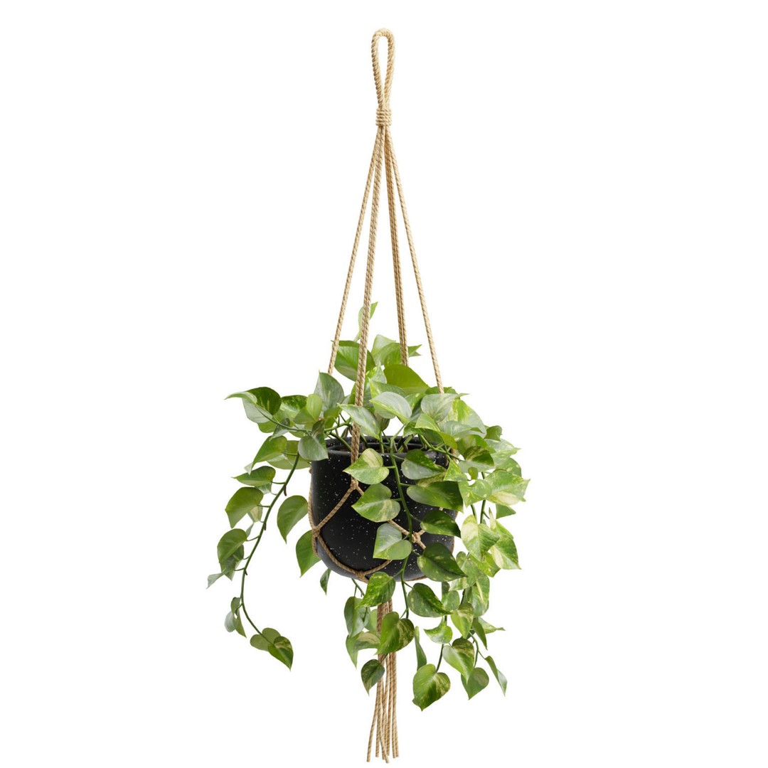 Hanging Pothos 3D Model – Realistic Plant Asset, PBR Textures, FBX