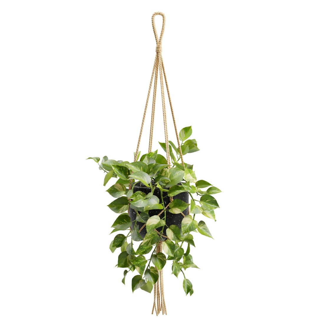 Hanging Pothos 3D Model – Realistic Plant Asset, PBR Textures, FBX - View 10