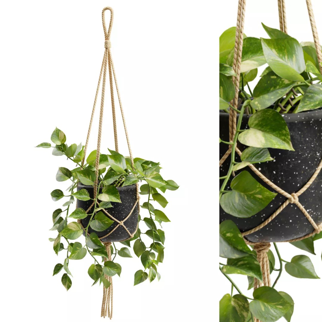 Hanging Pothos 3D Model – Realistic Plant Asset, PBR Textures, FBX - View 2