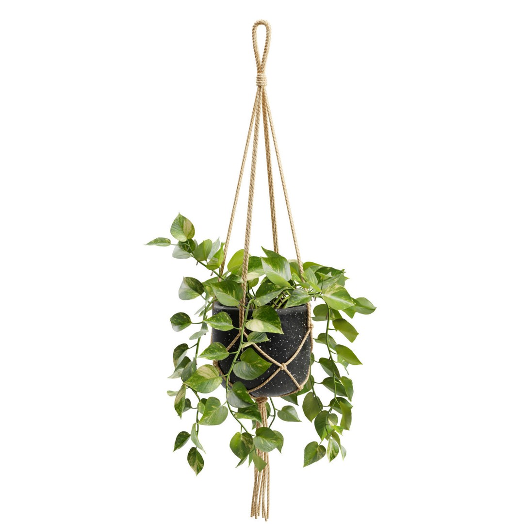Hanging Pothos 3D Model – Realistic Plant Asset, PBR Textures, FBX - View 5