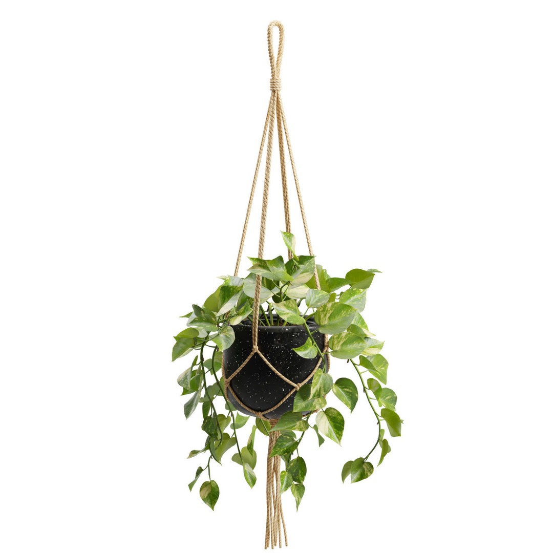 Hanging Pothos 3D Model – Realistic Plant Asset, PBR Textures, FBX - View 6