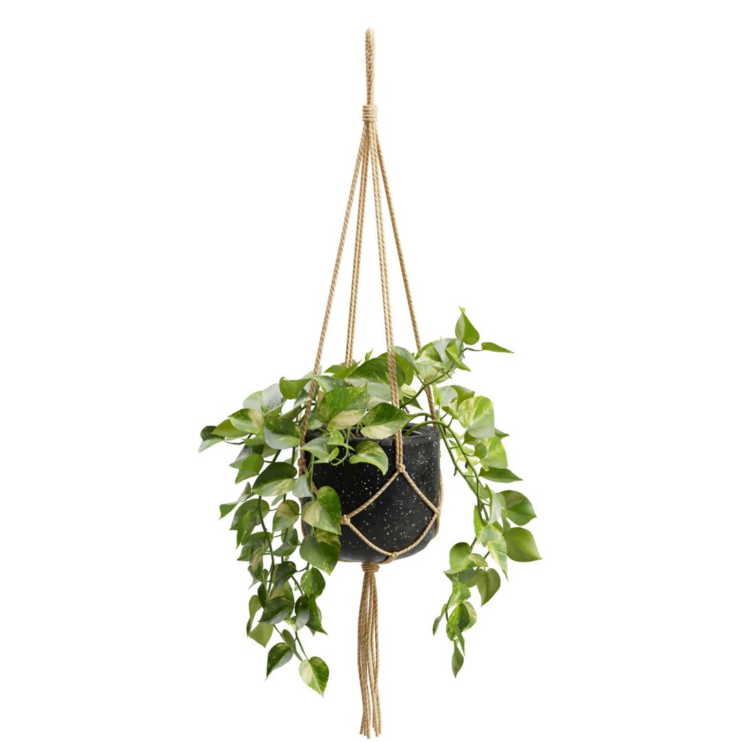 Hanging Pothos 3D Model – Realistic Plant Asset, PBR Textures, FBX - View 7
