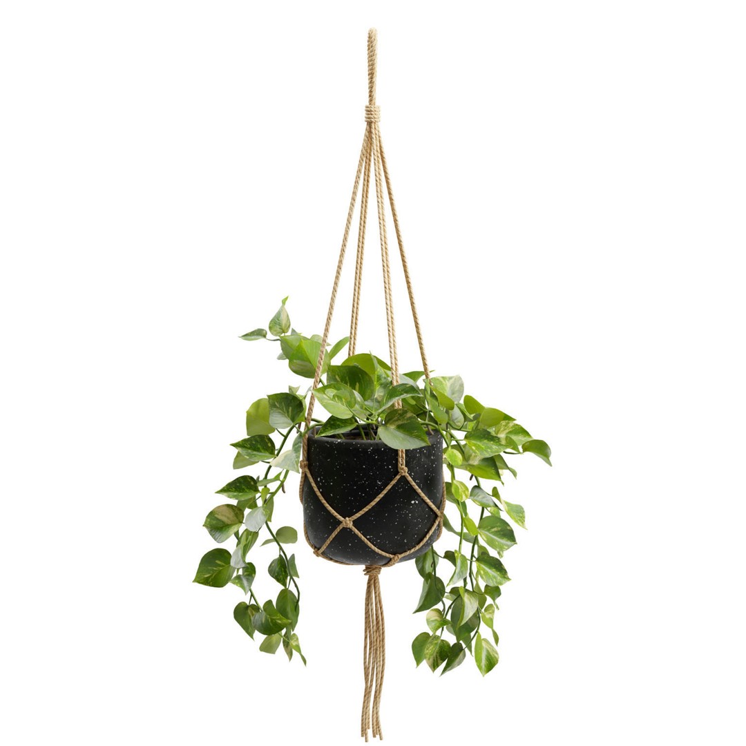 Hanging Pothos 3D Model – Realistic Plant Asset, PBR Textures, FBX - View 8