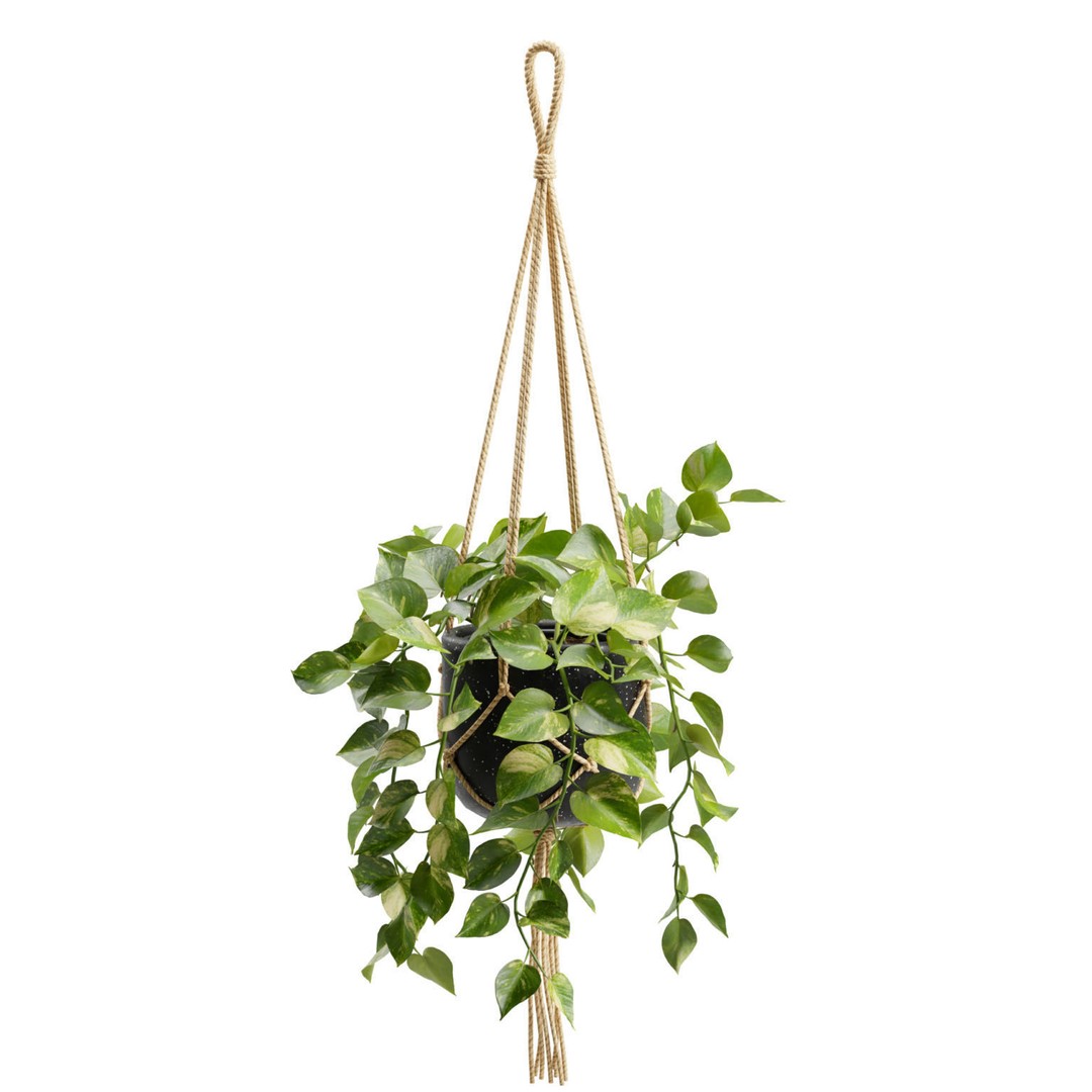 Hanging Pothos 3D Model – Realistic Plant Asset, PBR Textures, FBX - View 9