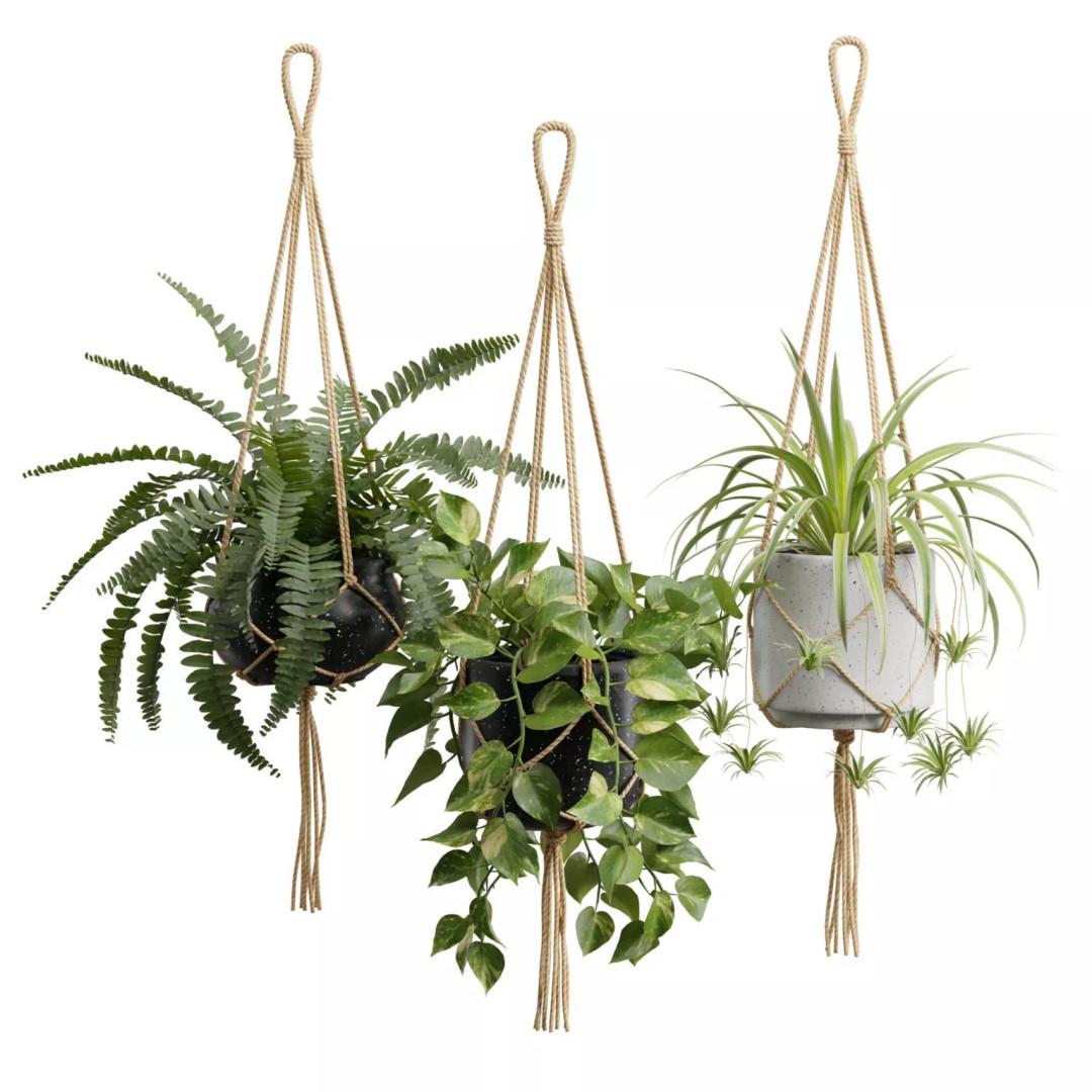 Hanging Plants 3D Model – Exotic Indoor Pot Plants, PBR Textures - View 2