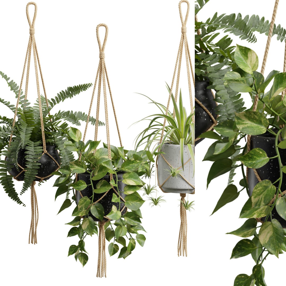 Hanging Plants 3D Model – Exotic Indoor Pot Plants, PBR Textures - View 3
