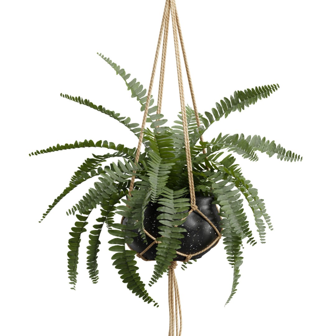 Hanging Plants 3D Model – Exotic Indoor Pot Plants, PBR Textures - View 5