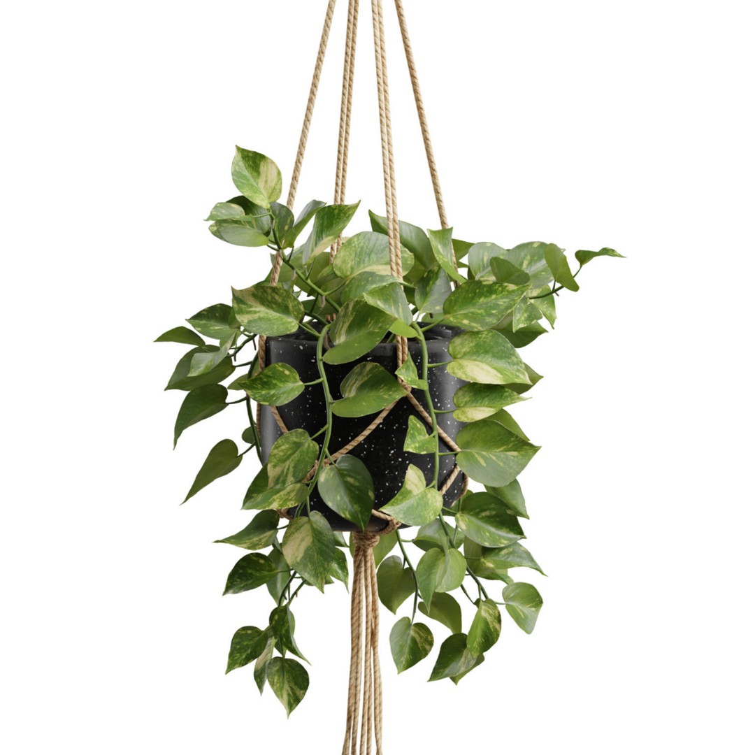 Hanging Plants 3D Model – Exotic Indoor Pot Plants, PBR Textures - View 6
