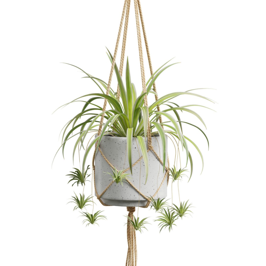 Hanging Plants 3D Model – Exotic Indoor Pot Plants, PBR Textures - View 7