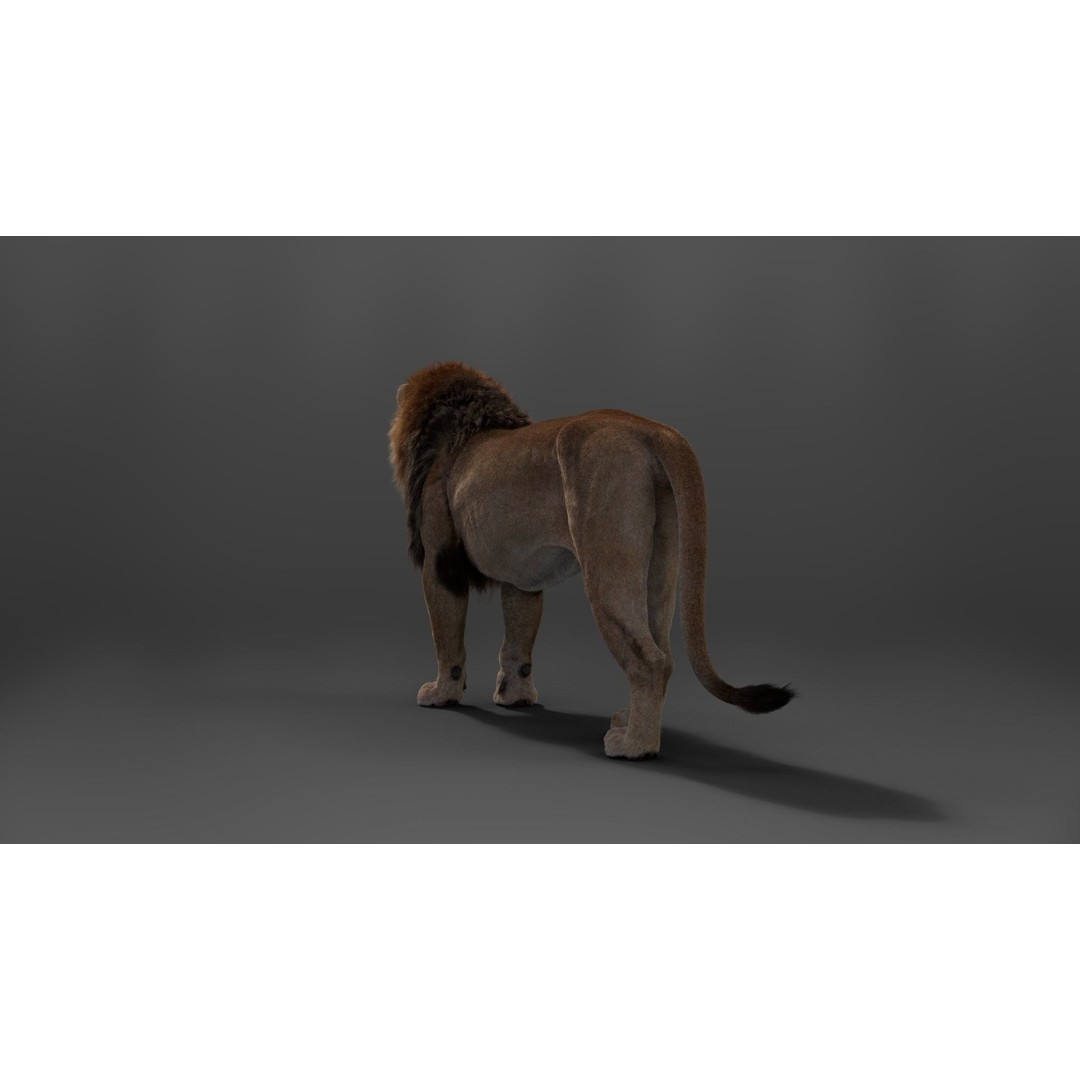 Male Lion 3D Model – High Poly Rigged Character with Animations - View 10