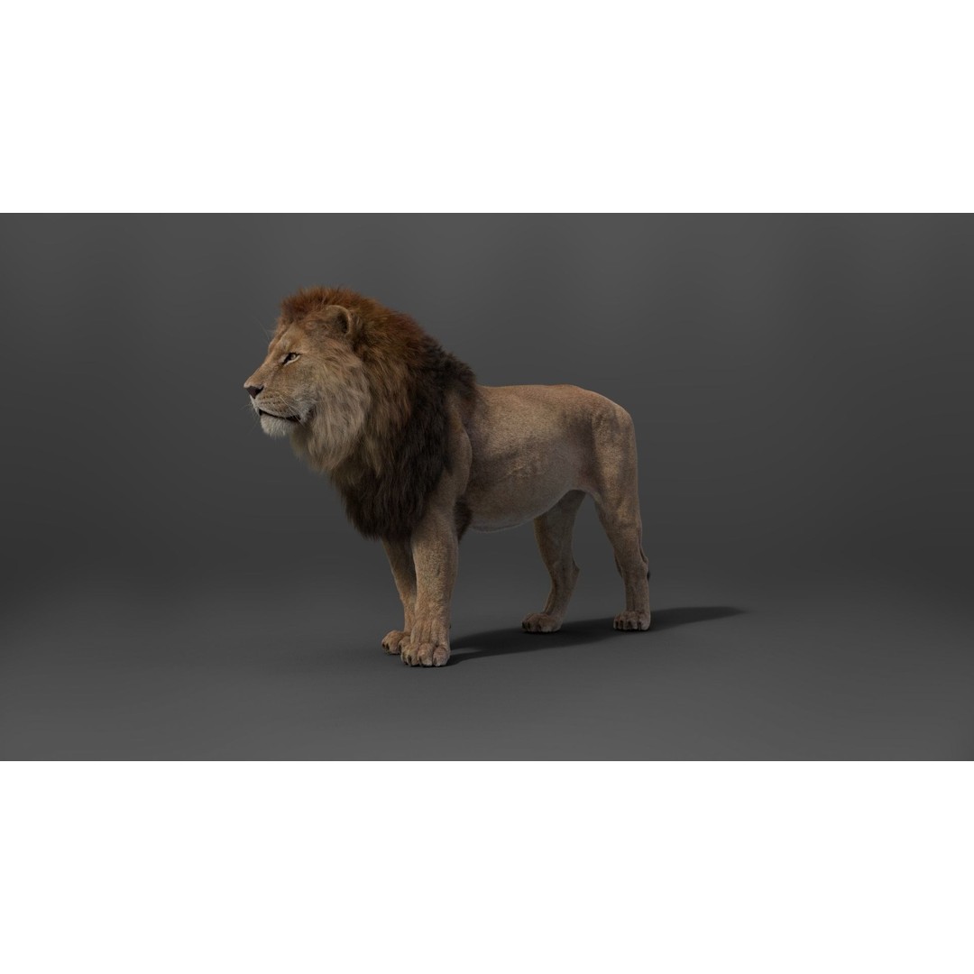 Male Lion 3D Model – High Poly Rigged Character with Animations - View 11