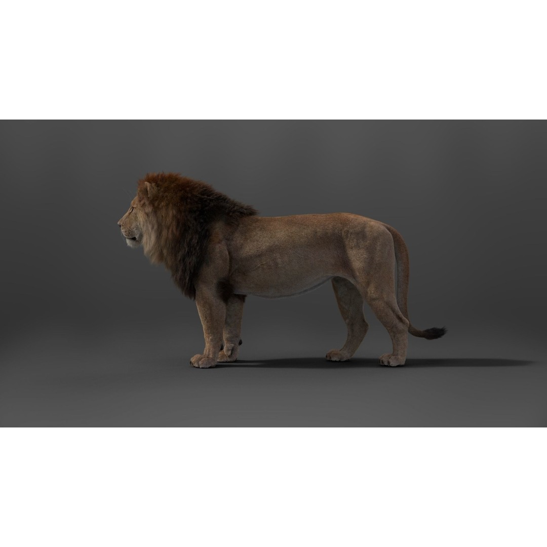 Male Lion 3D Model – High Poly Rigged Character with Animations - View 12