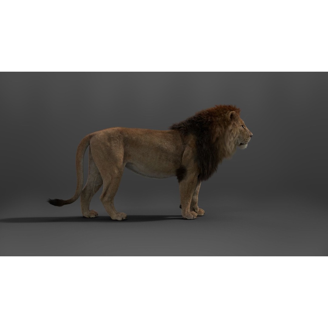 Male Lion 3D Model – High Poly Rigged Character with Animations - View 13