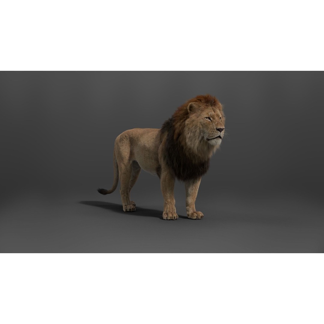Male Lion 3D Model – High Poly Rigged Character with Animations - View 14