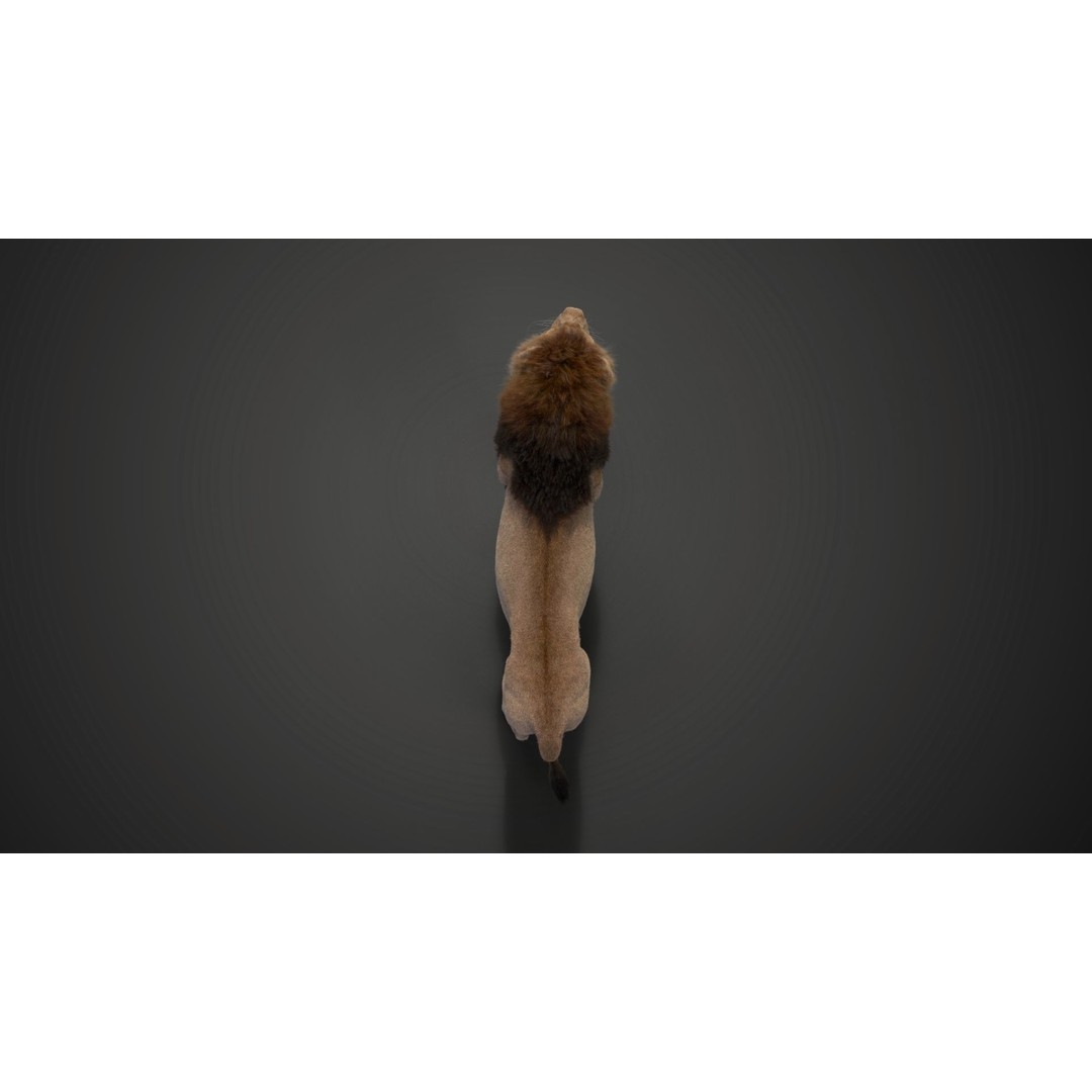 Male Lion 3D Model – High Poly Rigged Character with Animations - View 15