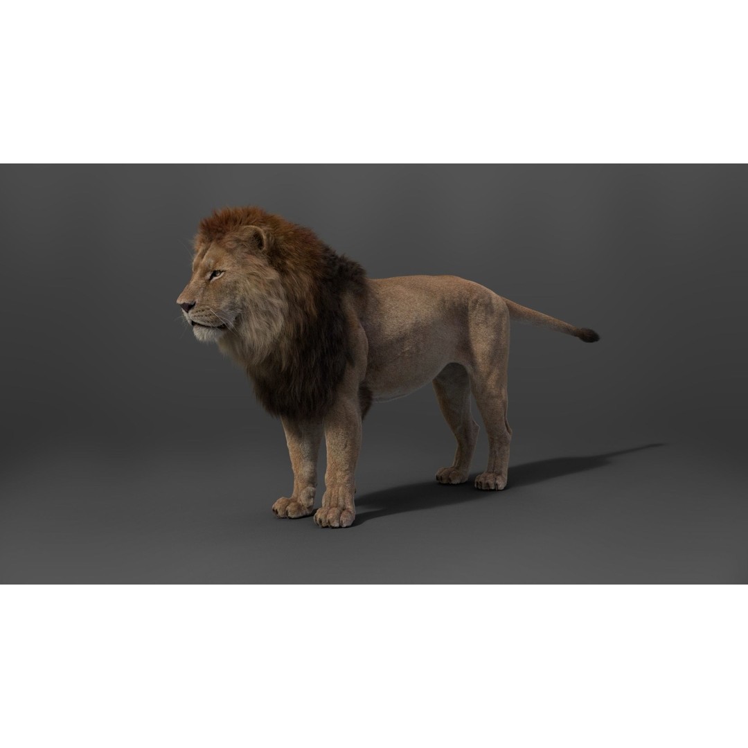 Male Lion 3D Model – High Poly Rigged Character with Animations - View 16
