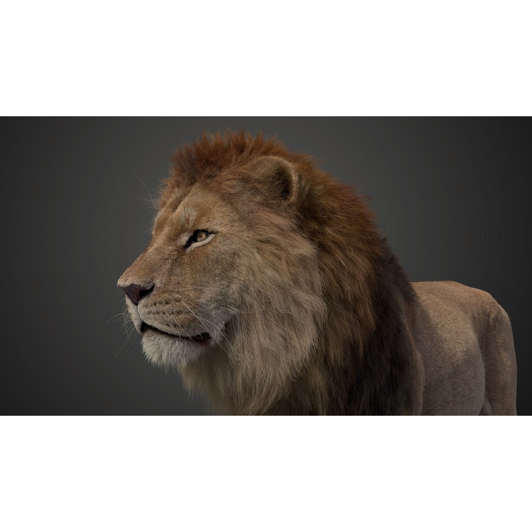 Male Lion 3D Model – High Poly Rigged Character with Animations - View 17