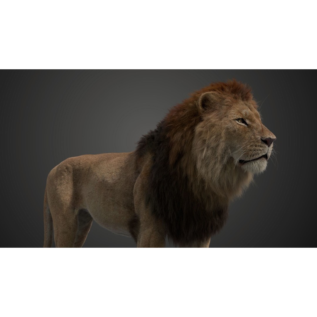 Male Lion 3D Model – High Poly Rigged Character with Animations - View 18