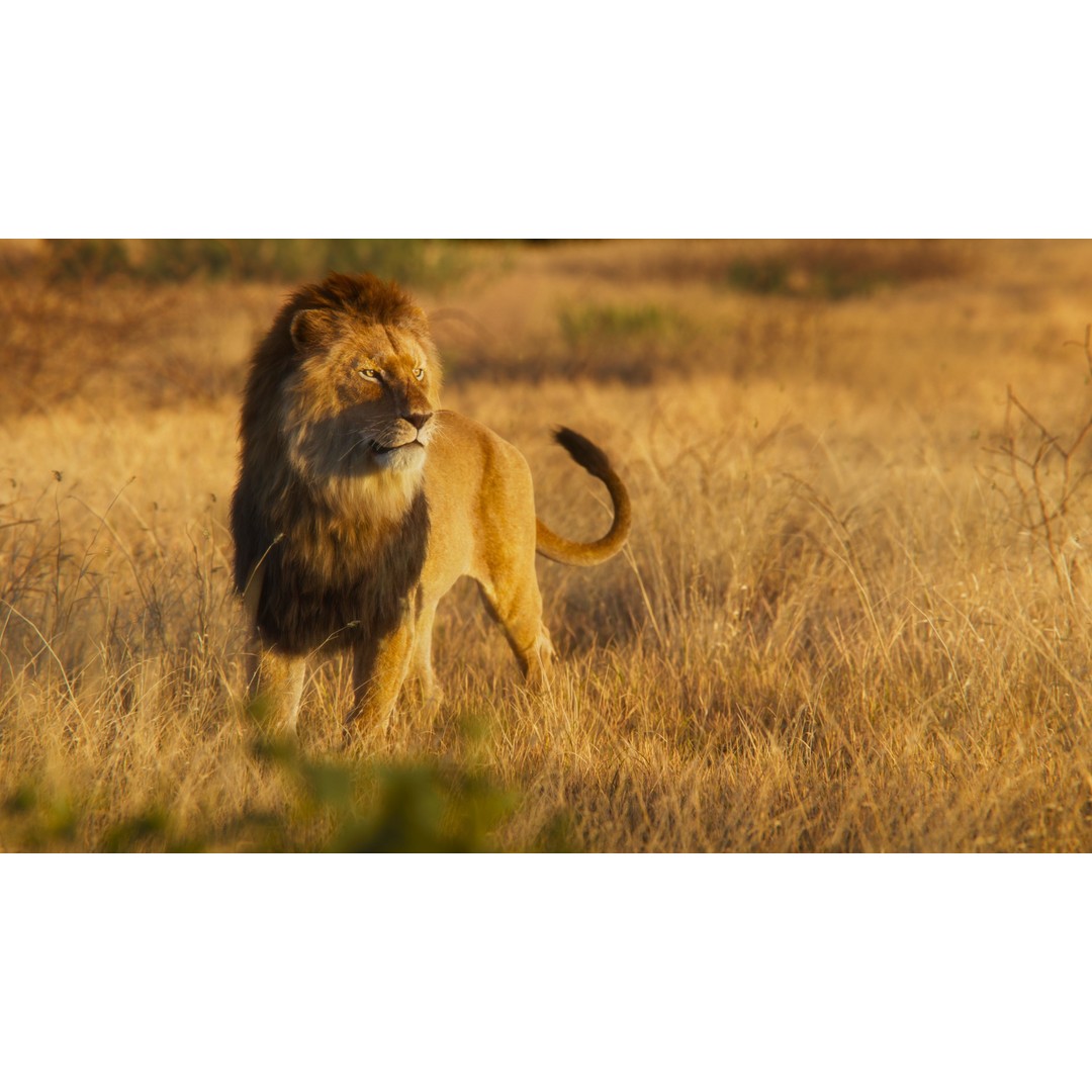 Male Lion 3D Model – High Poly Rigged Character with Animations - View 5