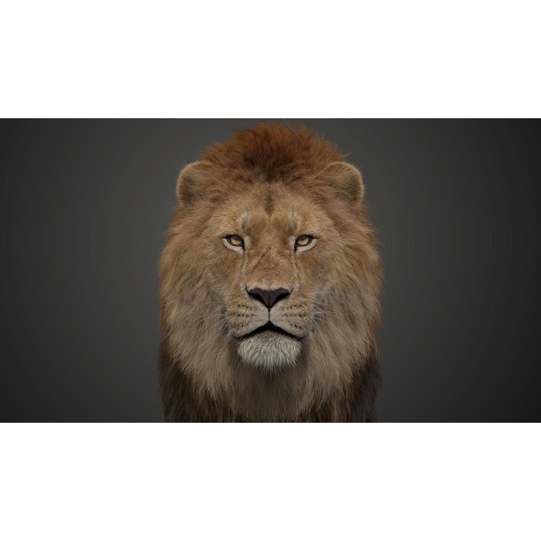 Male Lion 3D Model – High Poly Rigged Character with Animations - View 7