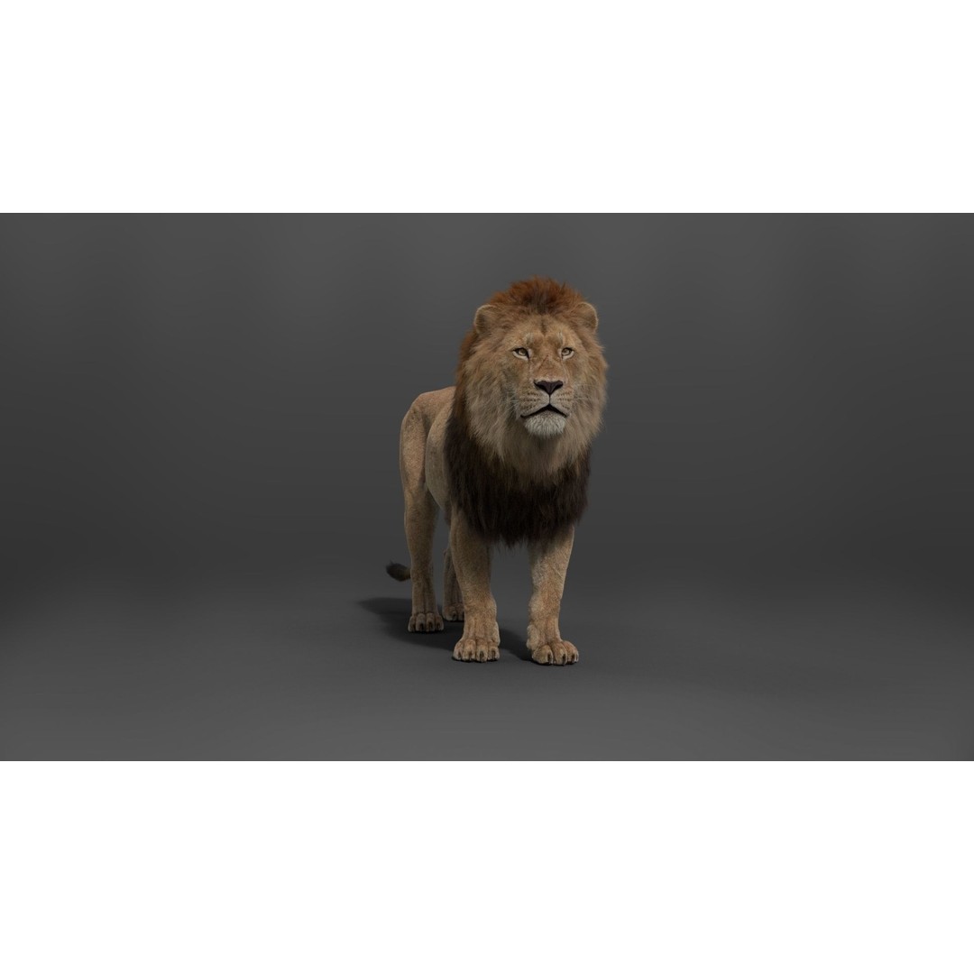 Male Lion 3D Model – High Poly Rigged Character with Animations - View 8