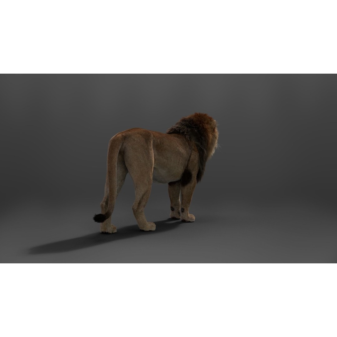 Male Lion 3D Model – High Poly Rigged Character with Animations - View 9