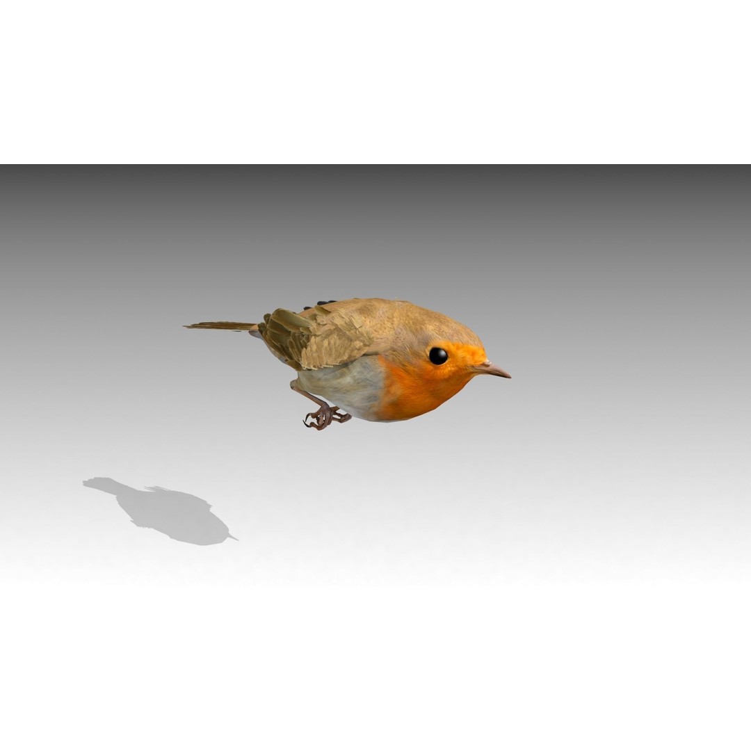 Robin 3D Model – Low Poly Animated Bird, FBX with PBR Textures - View 10
