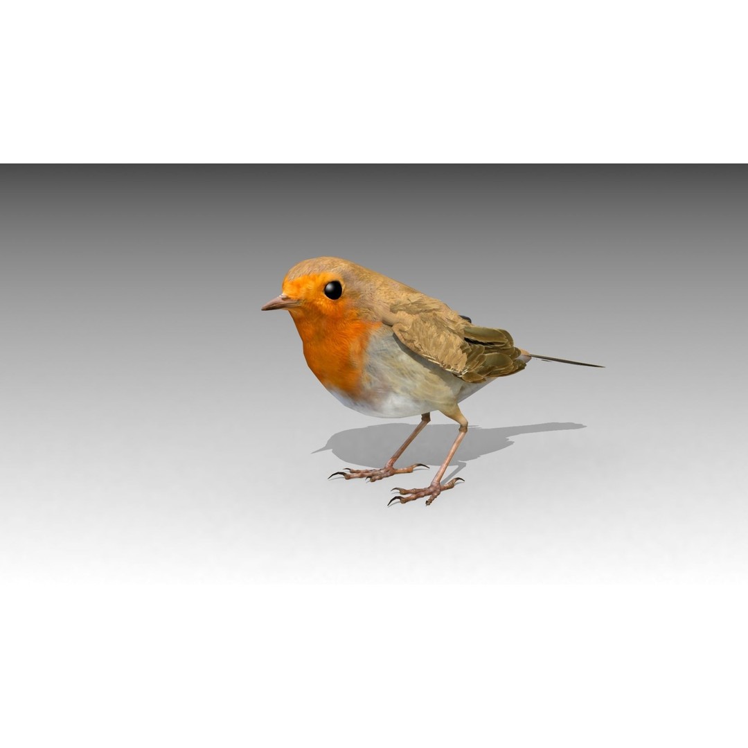 Robin 3D Model – Low Poly Animated Bird, FBX with PBR Textures - View 11