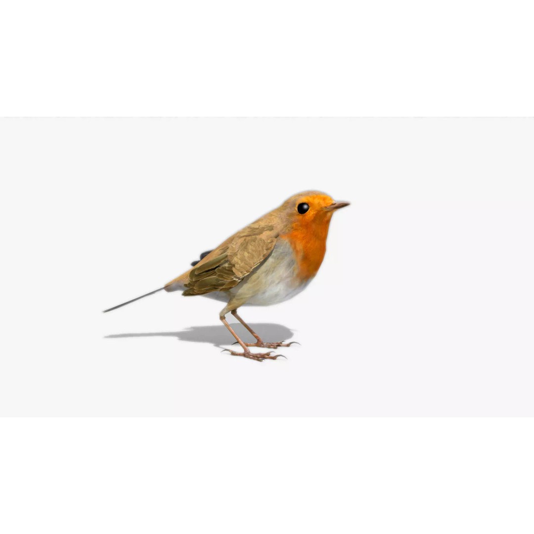 Robin 3D Model – Low Poly Animated Bird, FBX with PBR Textures - View 2