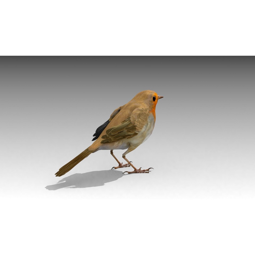 Robin 3D Model – Low Poly Animated Bird, FBX with PBR Textures - View 3