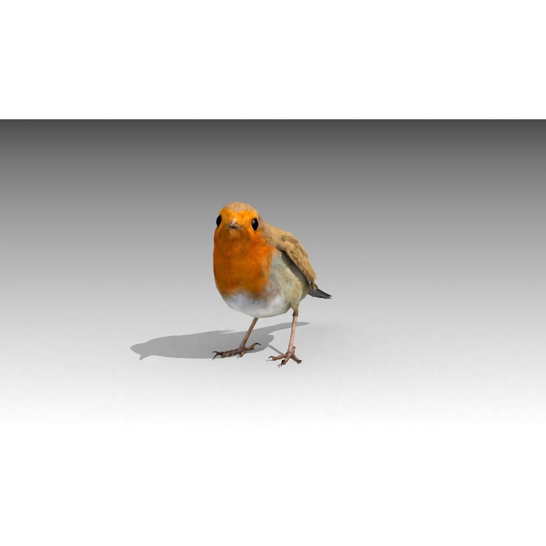 Robin 3D Model – Low Poly Animated Bird, FBX with PBR Textures - View 4