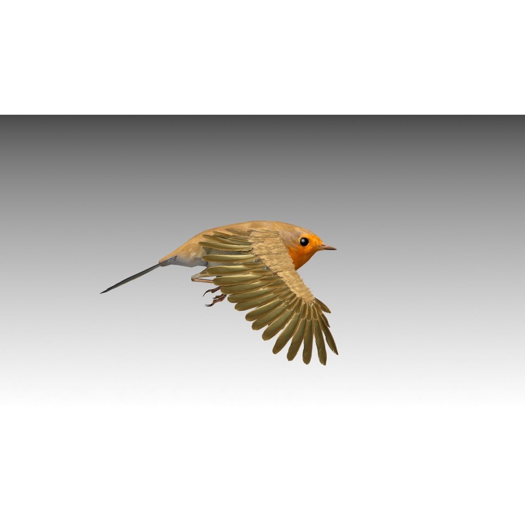 Robin 3D Model – Low Poly Animated Bird, FBX with PBR Textures - View 5