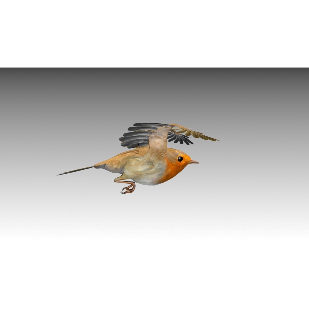 Robin 3D Model – Low Poly Animated Bird, FBX with PBR Textures - View 6
