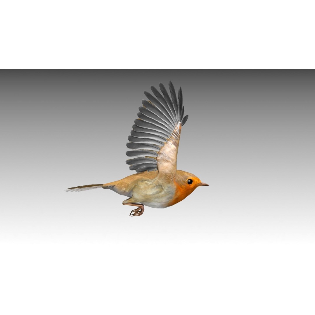 Robin 3D Model – Low Poly Animated Bird, FBX with PBR Textures - View 7