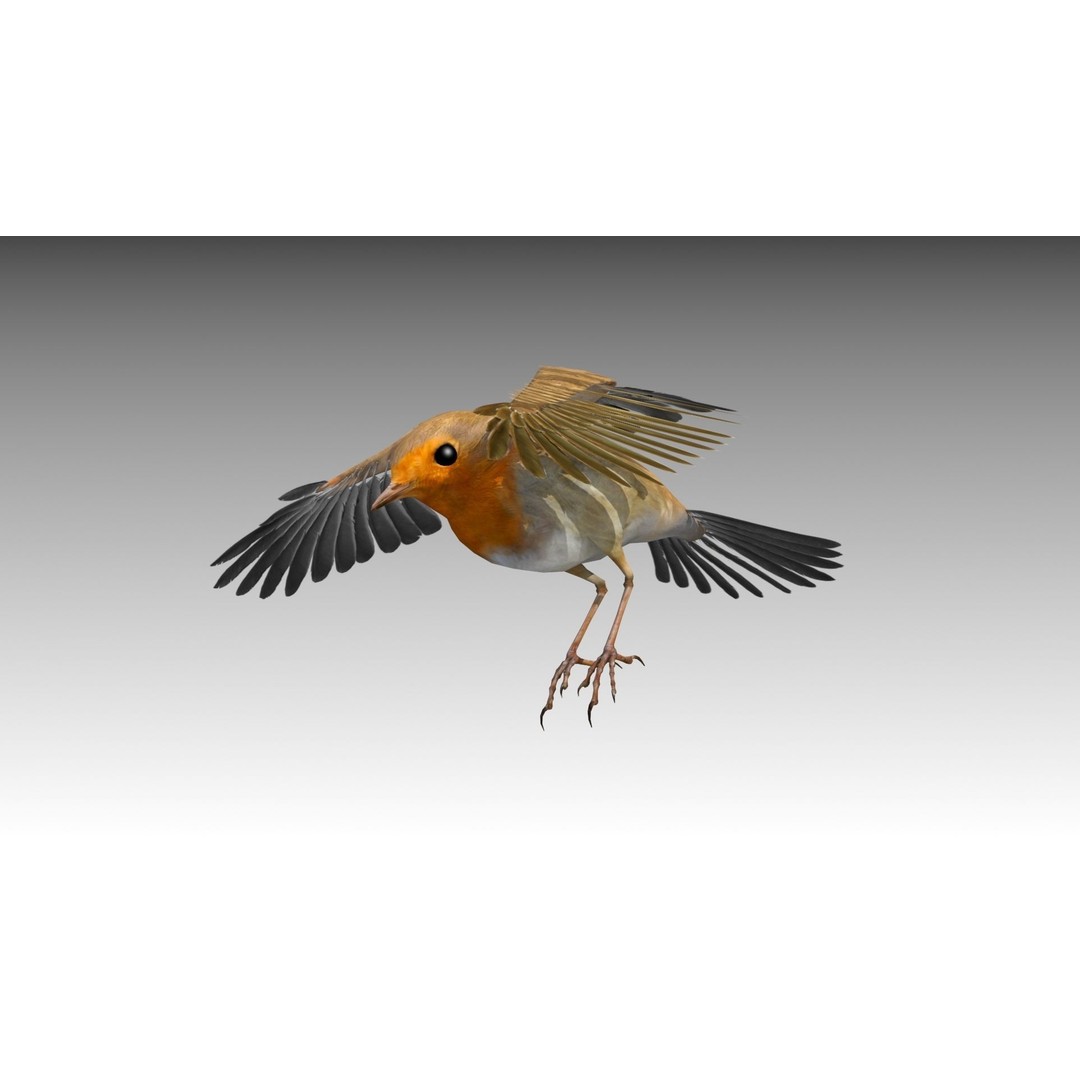 Robin 3D Model – Low Poly Animated Bird, FBX with PBR Textures - View 8