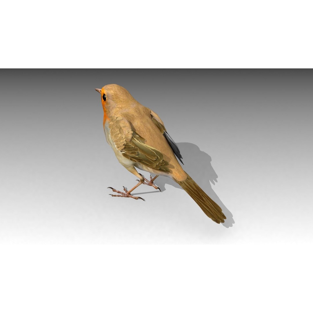 Robin 3D Model – Low Poly Animated Bird, FBX with PBR Textures - View 9
