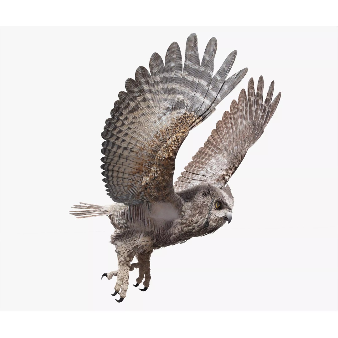 Great Horned Owl 3D Model – Low Poly Rigged Animation for Blender, FBX, OBJ - View 2