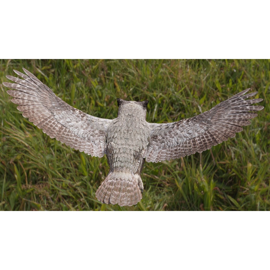 Great Horned Owl 3D Model – Low Poly Rigged Animation for Blender, FBX, OBJ - View 21
