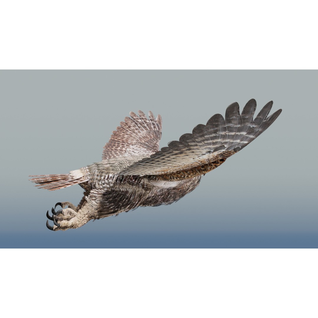 Great Horned Owl 3D Model – Low Poly Rigged Animation for Blender, FBX, OBJ - View 27