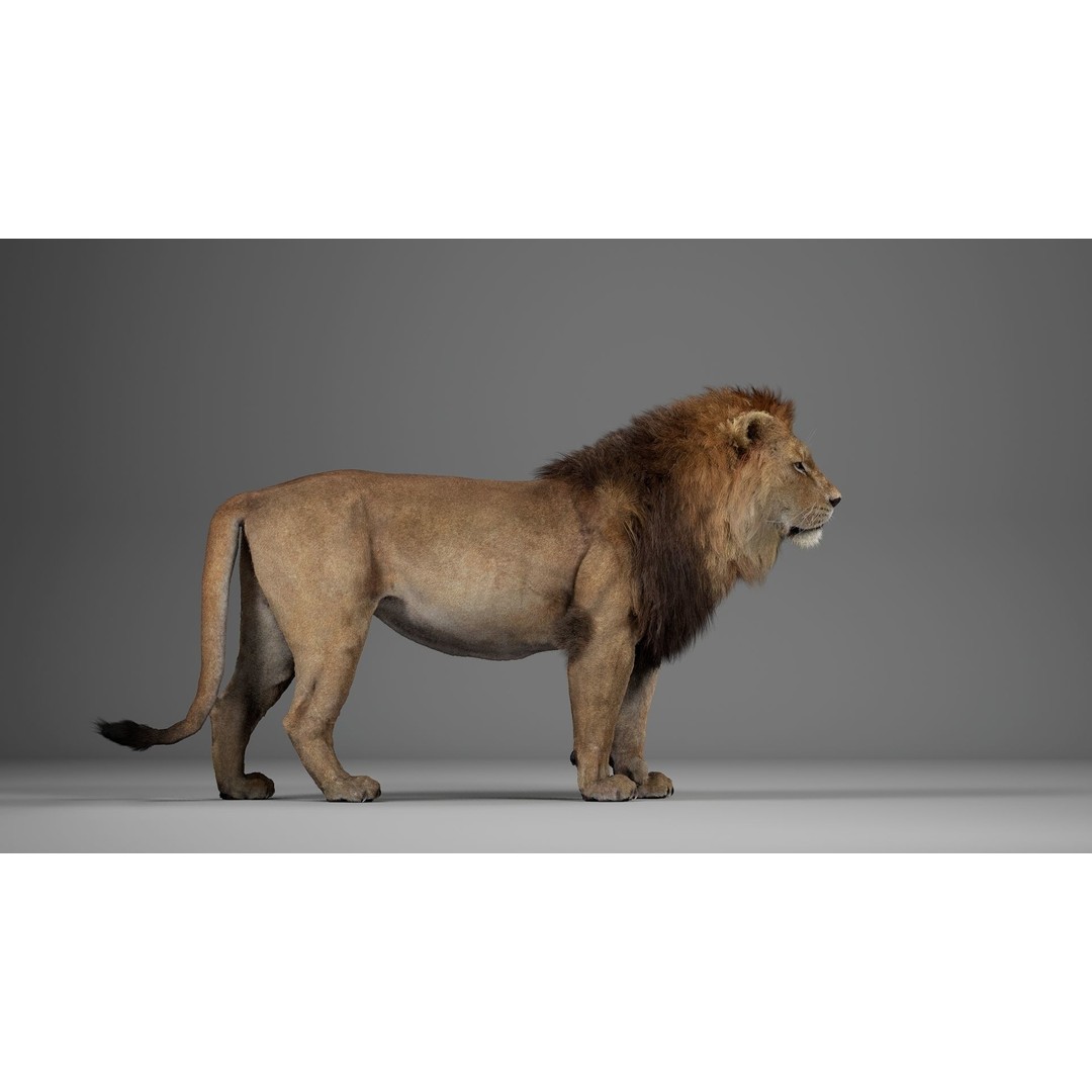 Male Lion 3D Model – Realistic Rigged Character Asset for Unreal Engine - View 11
